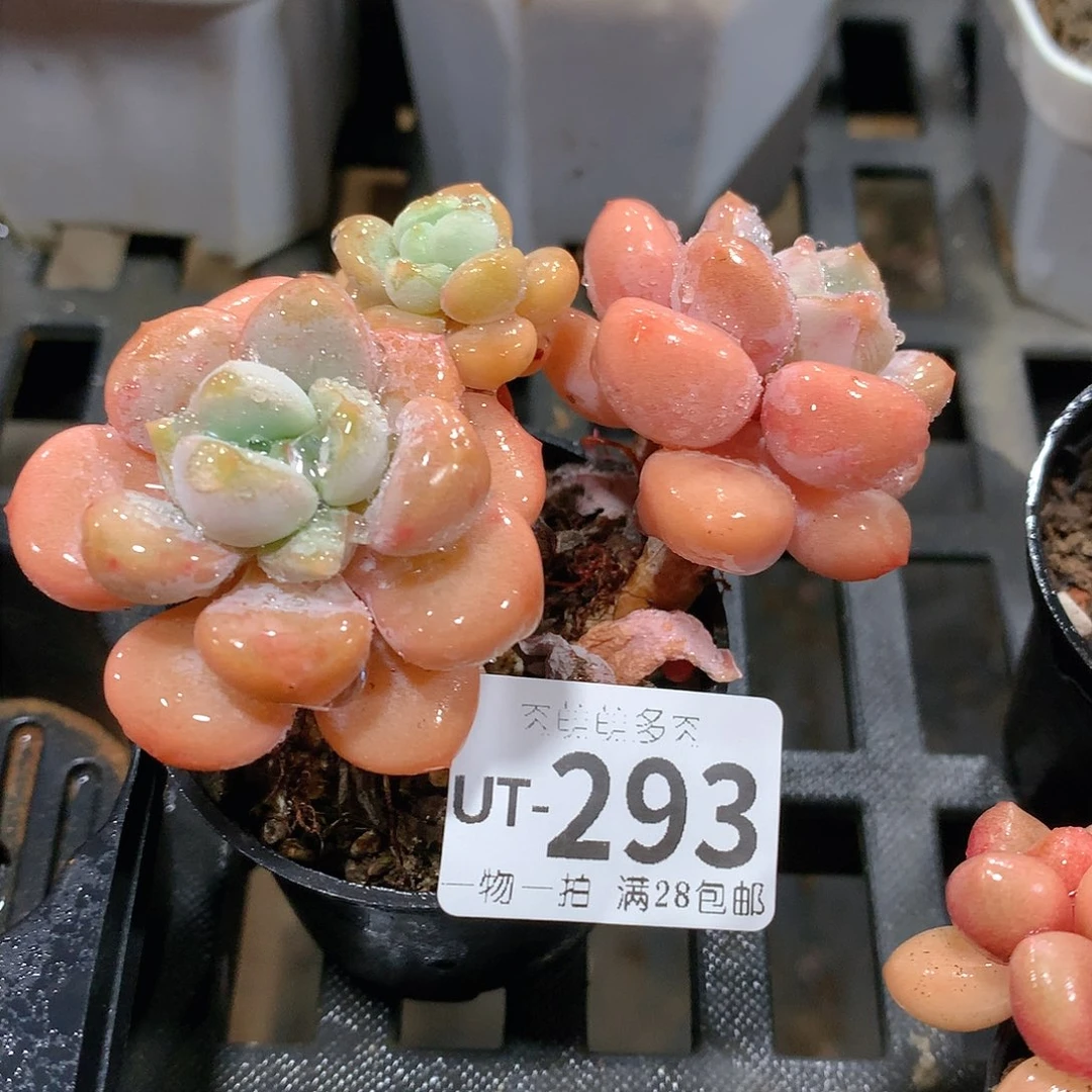 肉萌萌拇指盆多肉UT293