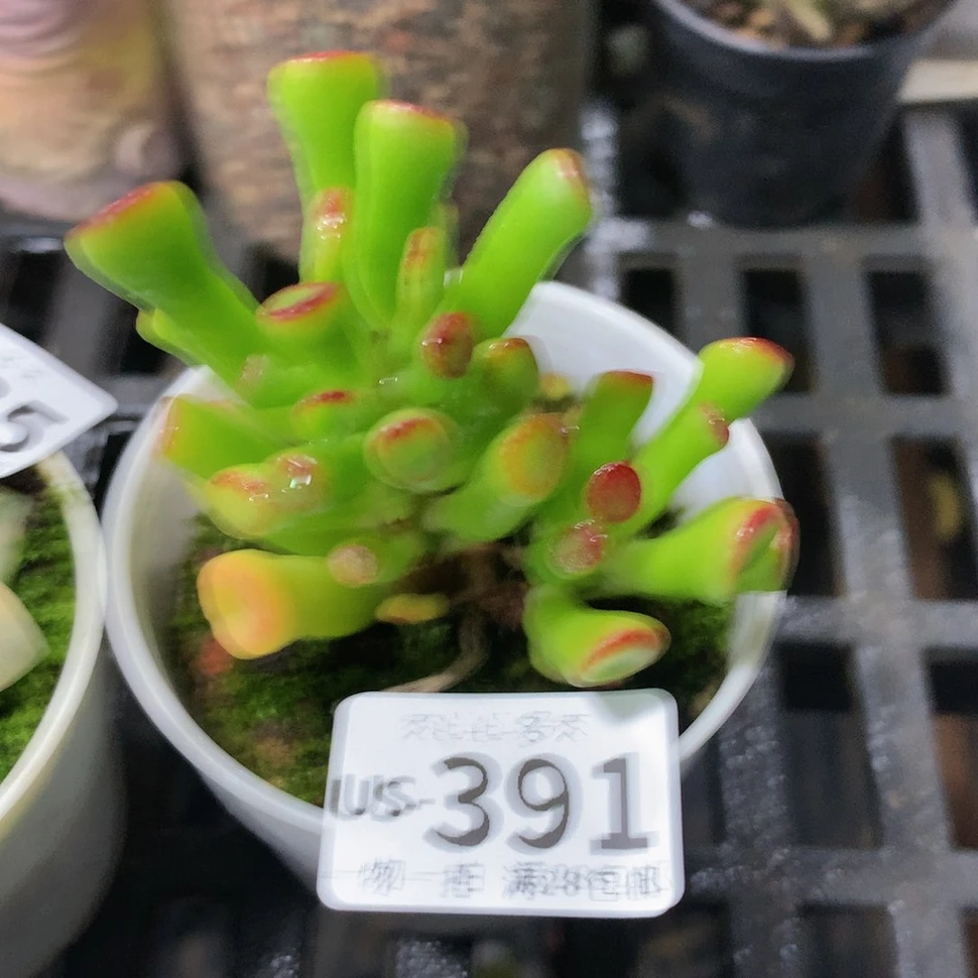肉萌萌拇指盆多肉US391