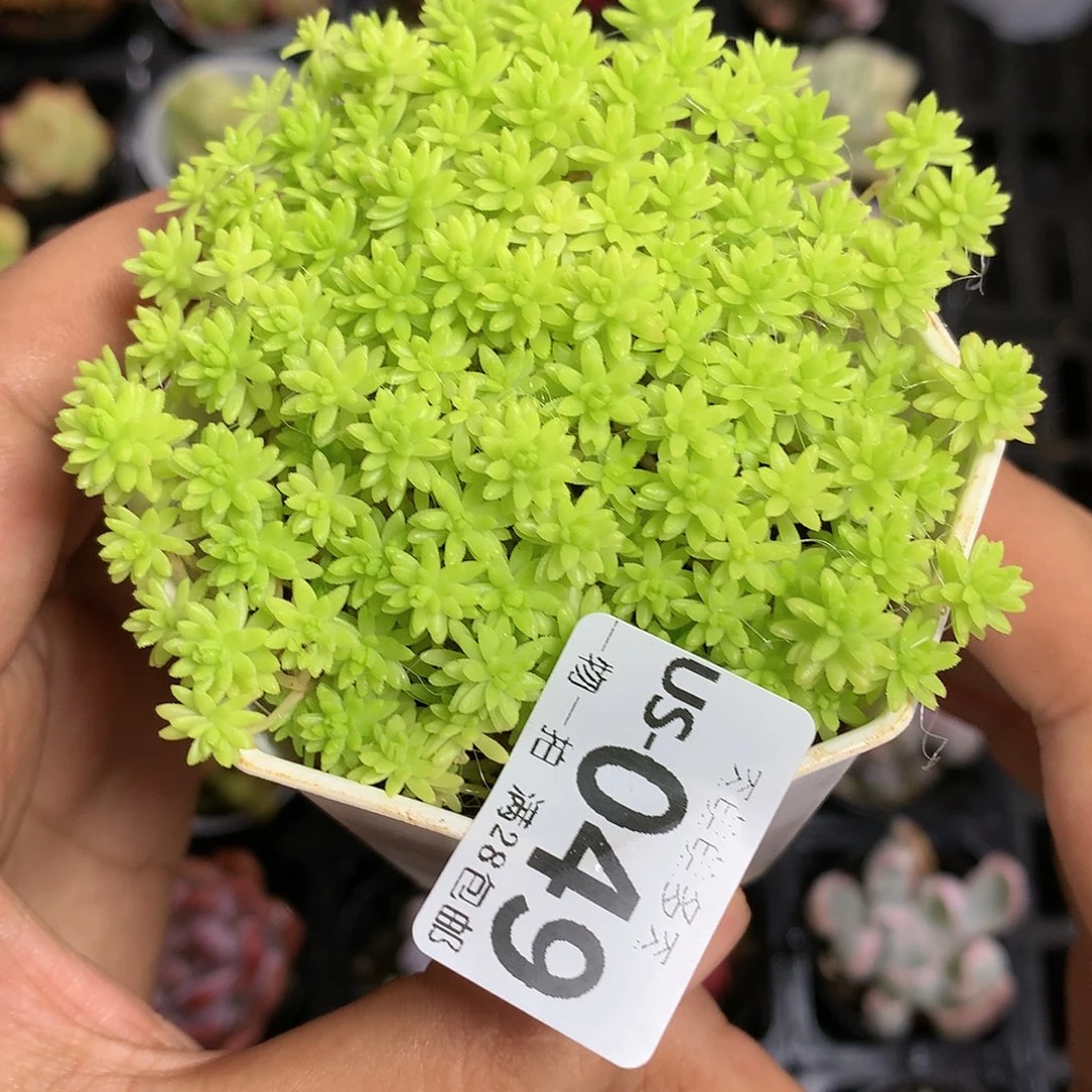 肉萌萌拇指盆多肉US049
