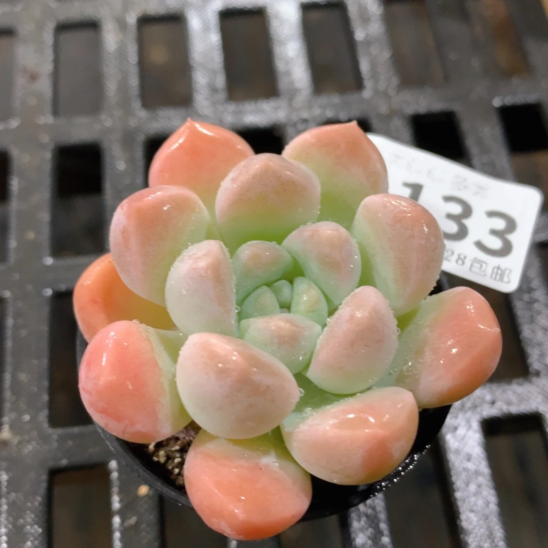 肉萌萌拇指盆多肉UX133
