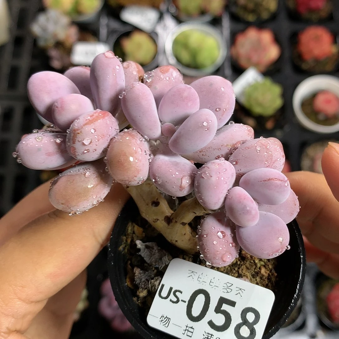 肉萌萌拇指盆多肉US058