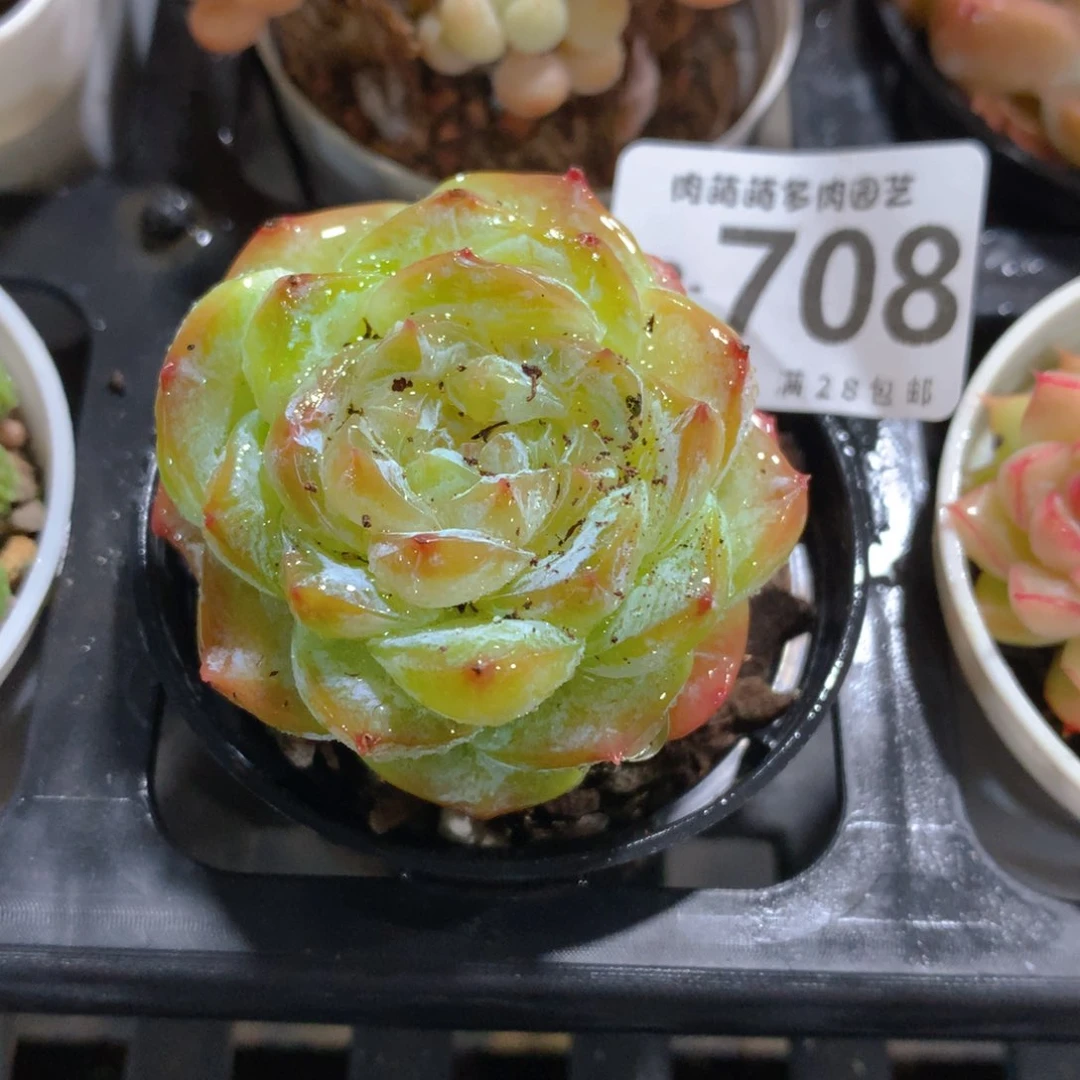 肉萌萌拇指盆精控多肉WP708