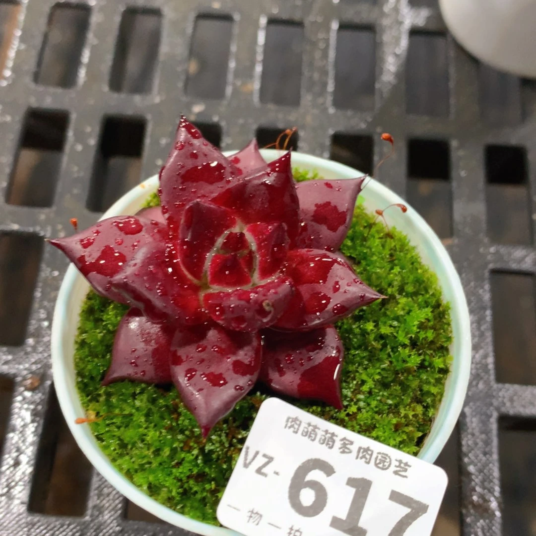肉萌萌拇指盆多肉VZ617