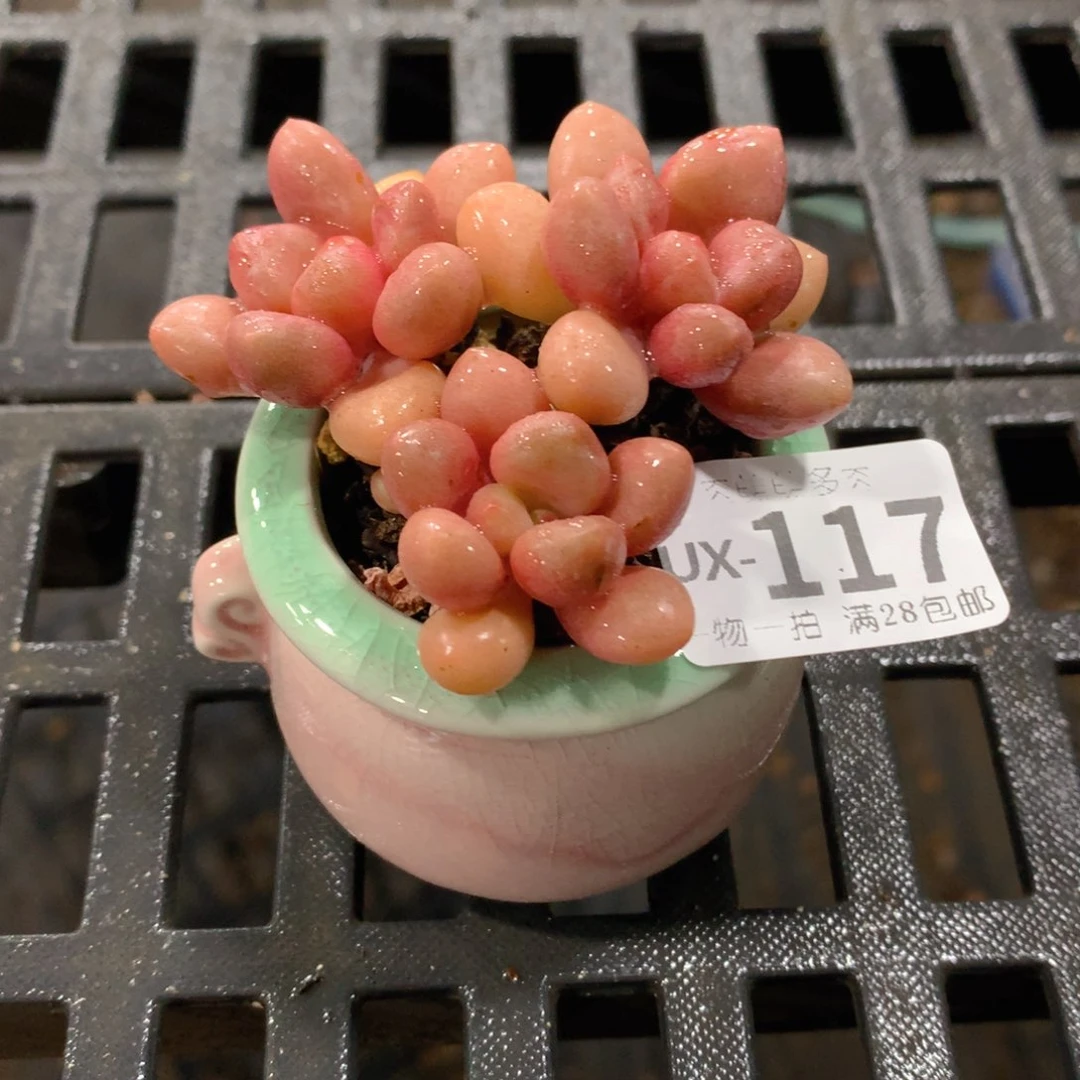 肉萌萌拇指盆多肉UX117