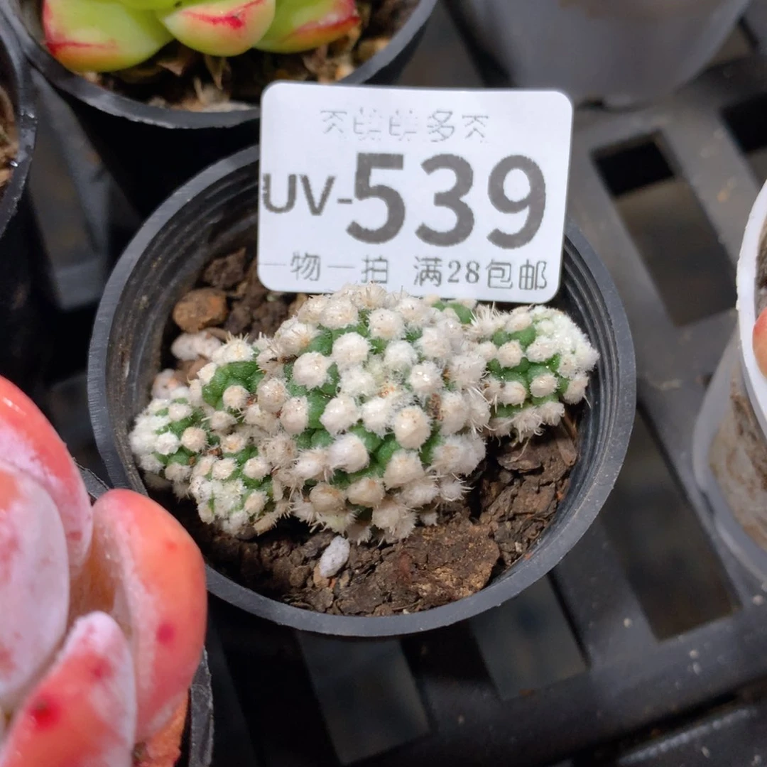 肉萌萌拇指盆多肉UV539