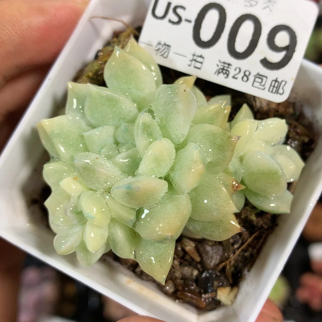 肉萌萌拇指盆多肉US009
