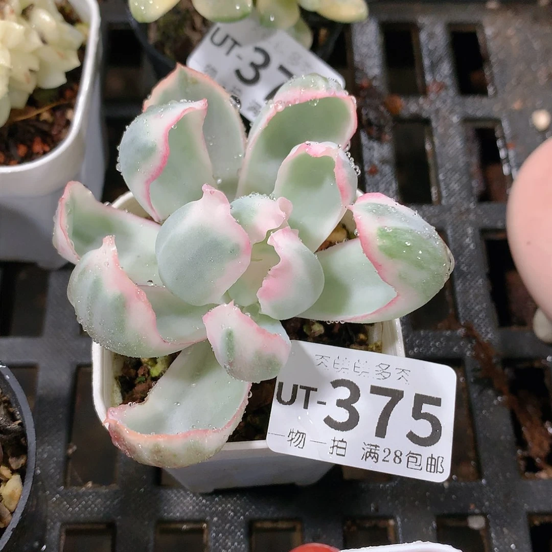 肉萌萌拇指盆多肉UT375