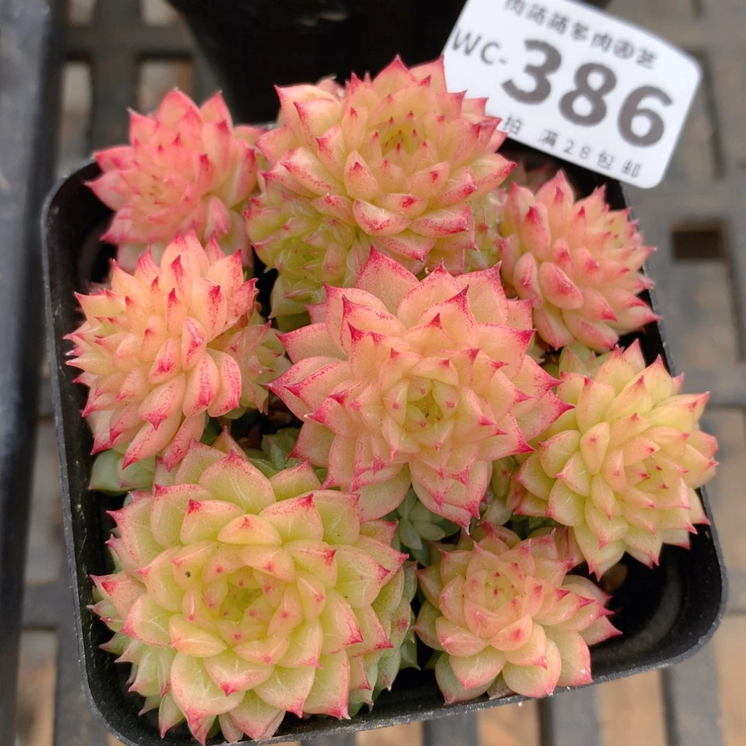 5CM拇指盆精控多肉WC386