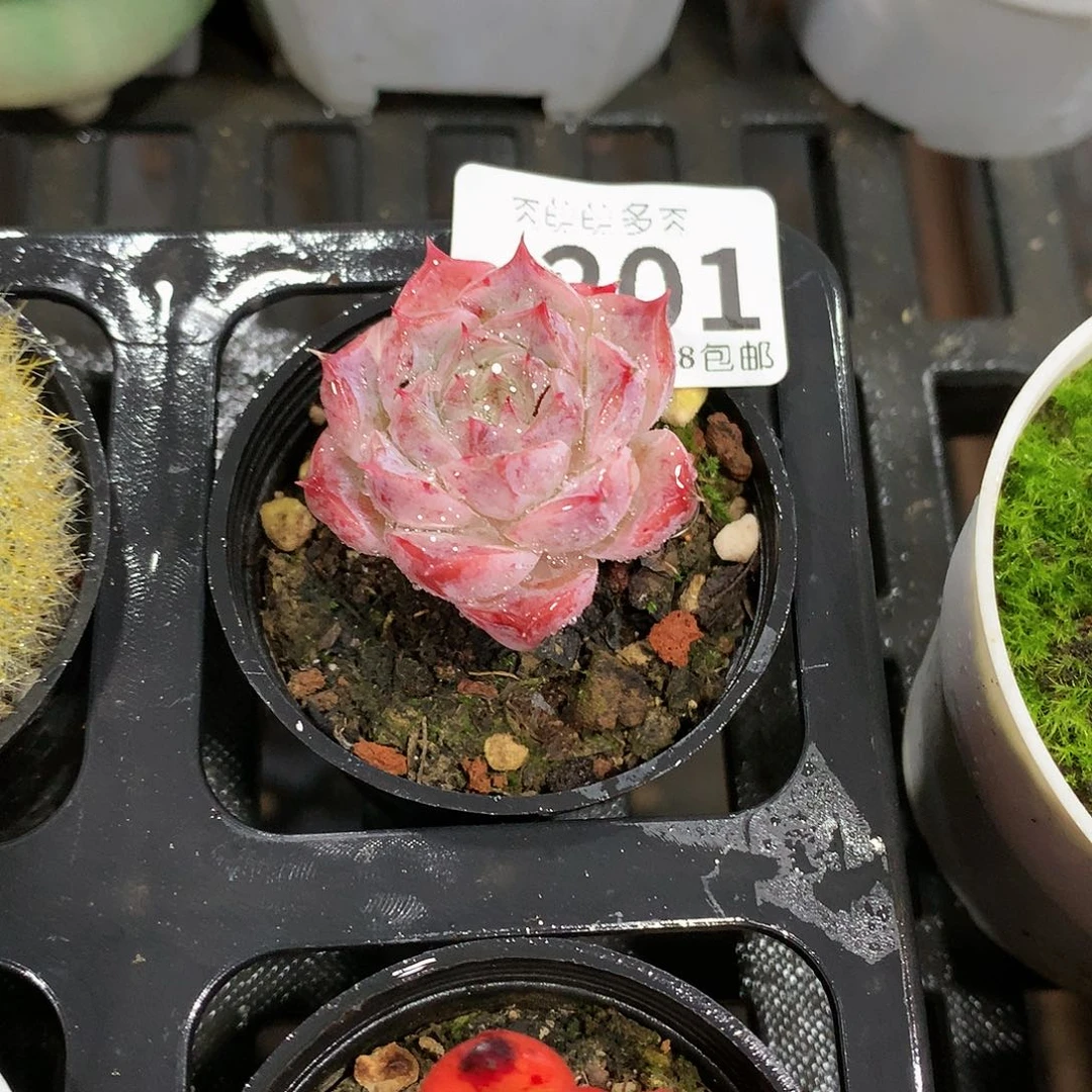 肉萌萌拇指盆多肉US201