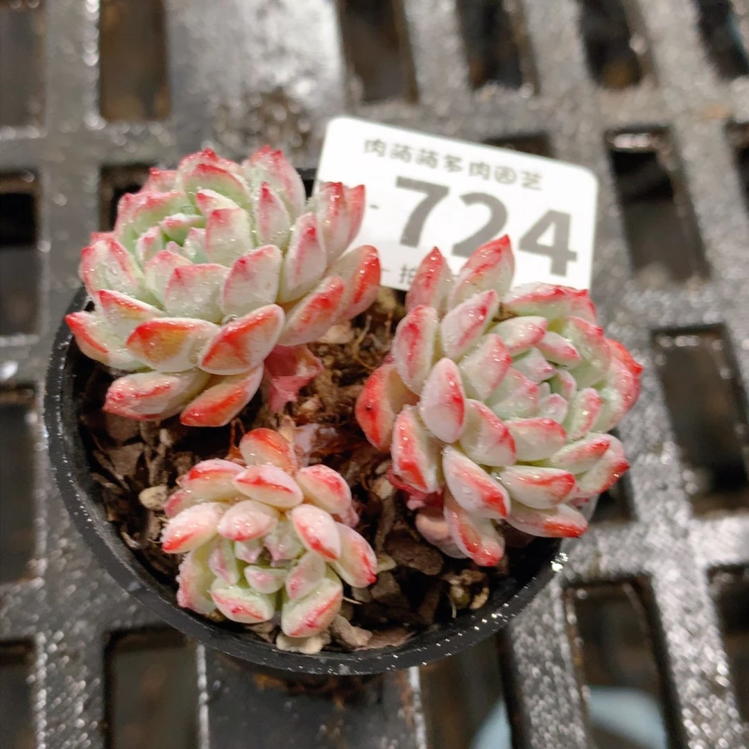 肉萌萌拇指盆多肉WJ724