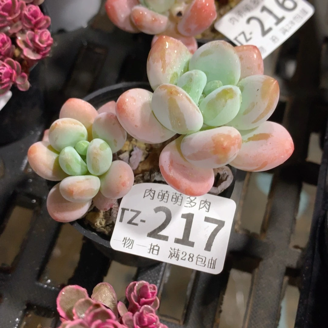 肉萌萌拇指盆多肉TZ217