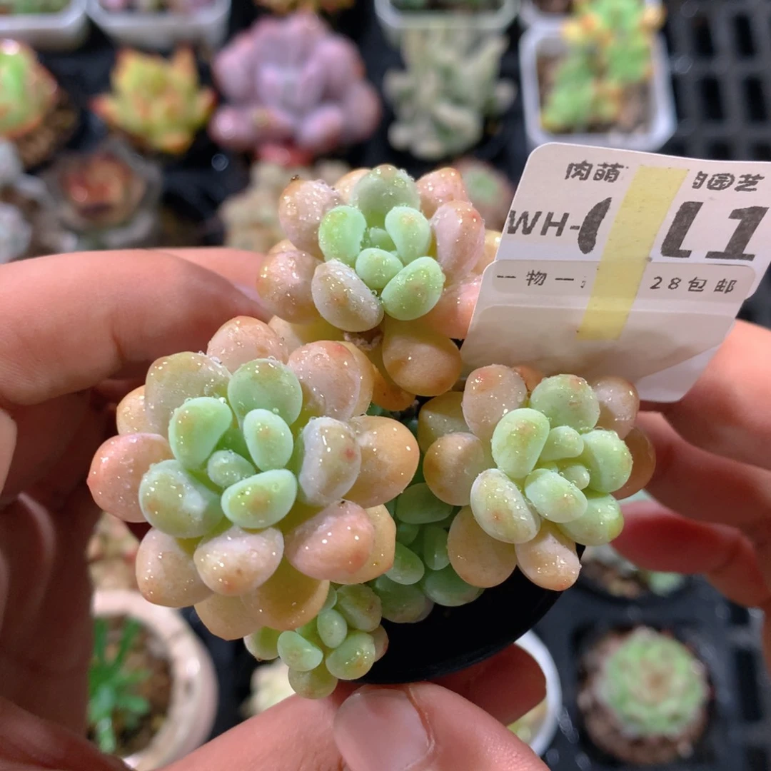 5CM拇指盆精控多肉WH011