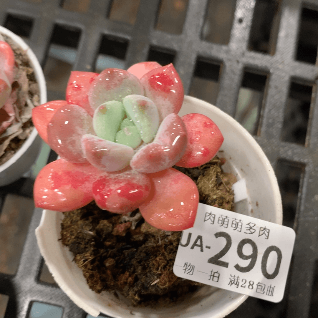 肉萌萌拇指盆多肉UA290