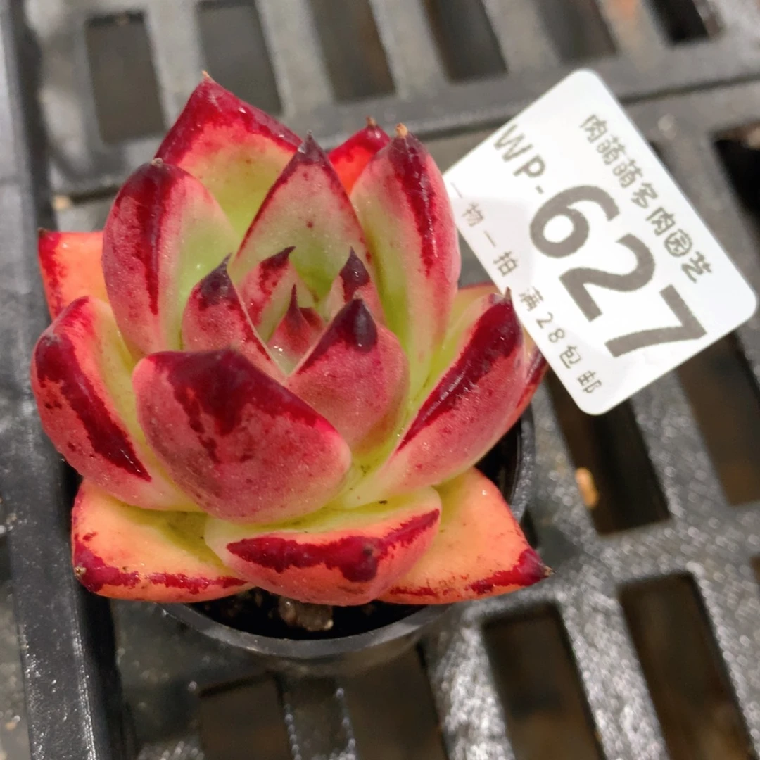 肉萌萌拇指盆精控多肉WP627