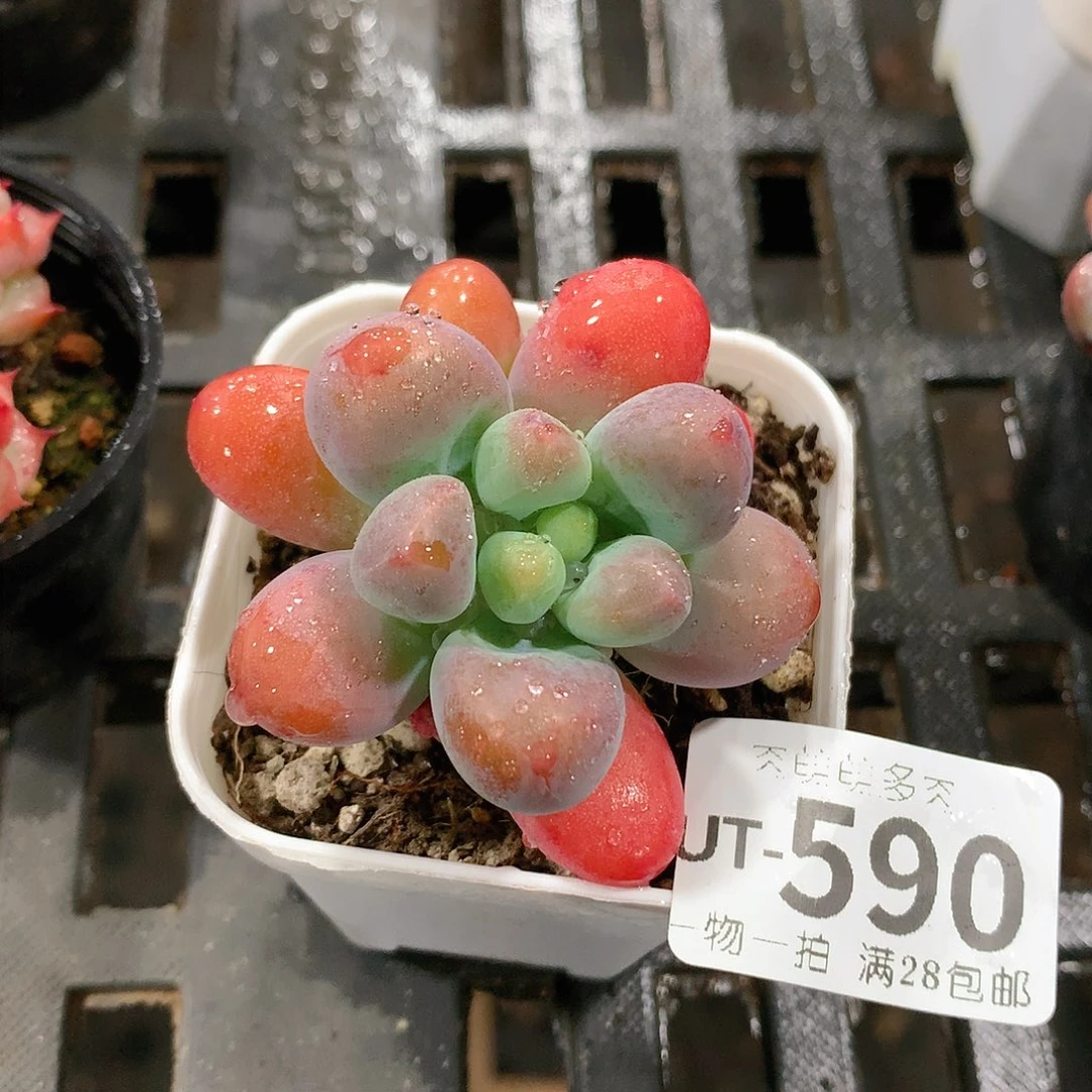 肉萌萌拇指盆多肉UT590