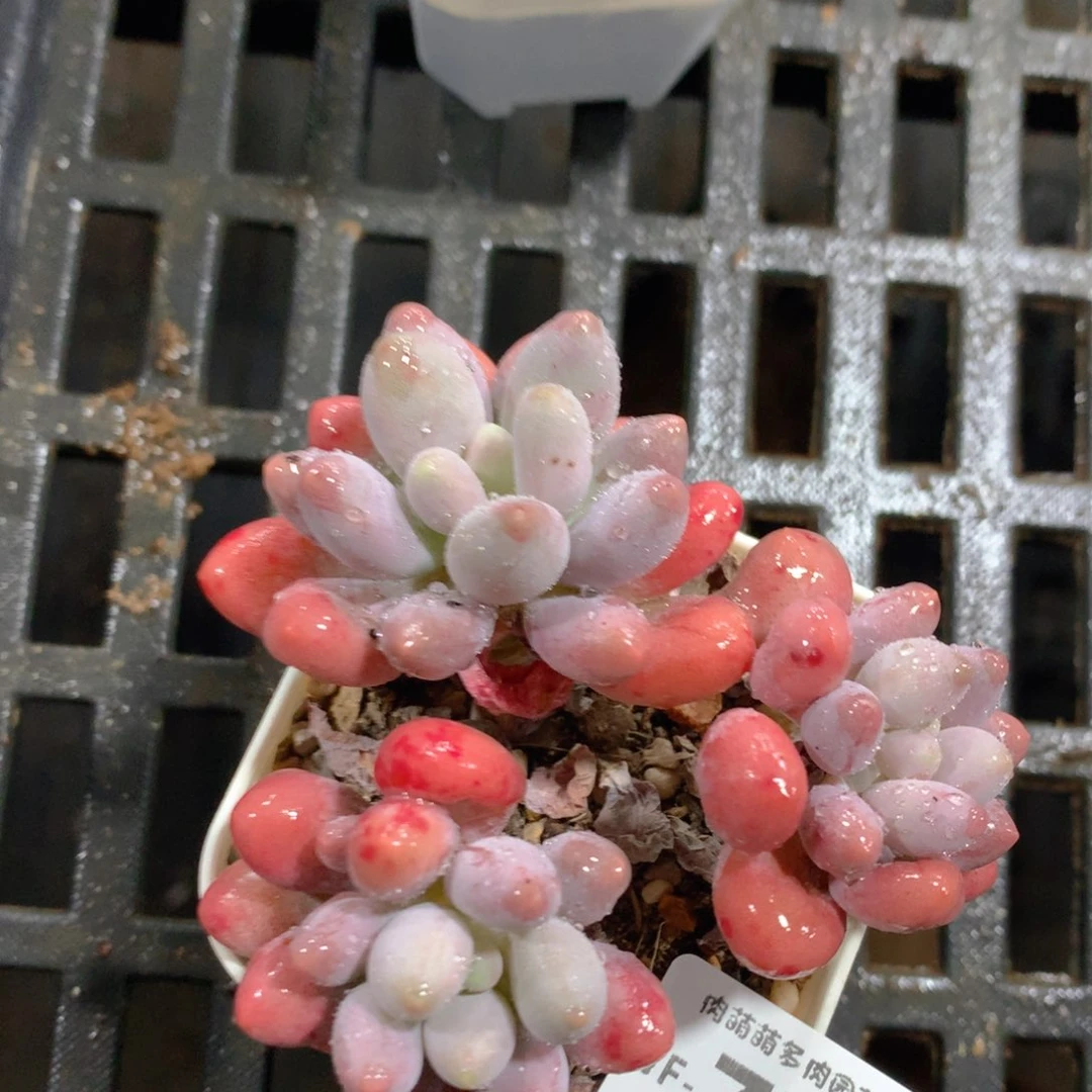 肉萌萌拇指盆多肉WF770