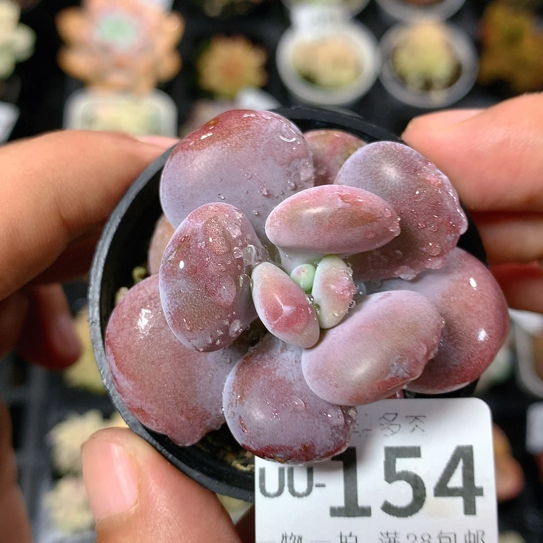 肉萌萌拇指盆多肉UU154