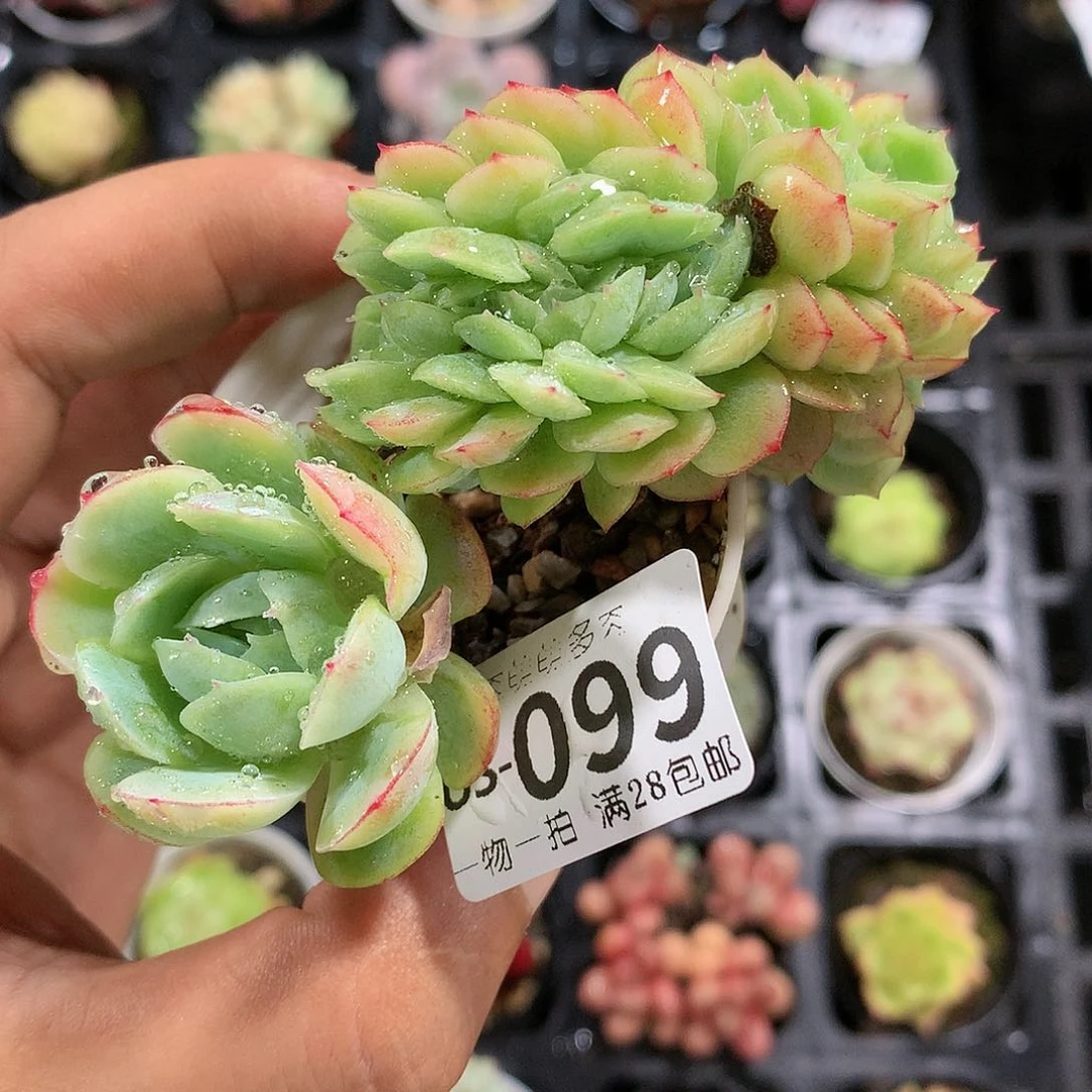 肉萌萌拇指盆多肉US099