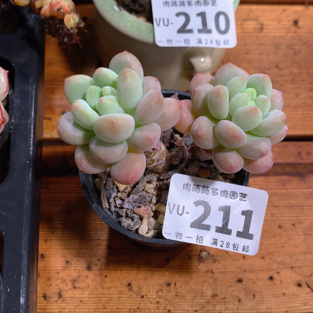 5CM拇指盆精控多肉VU211