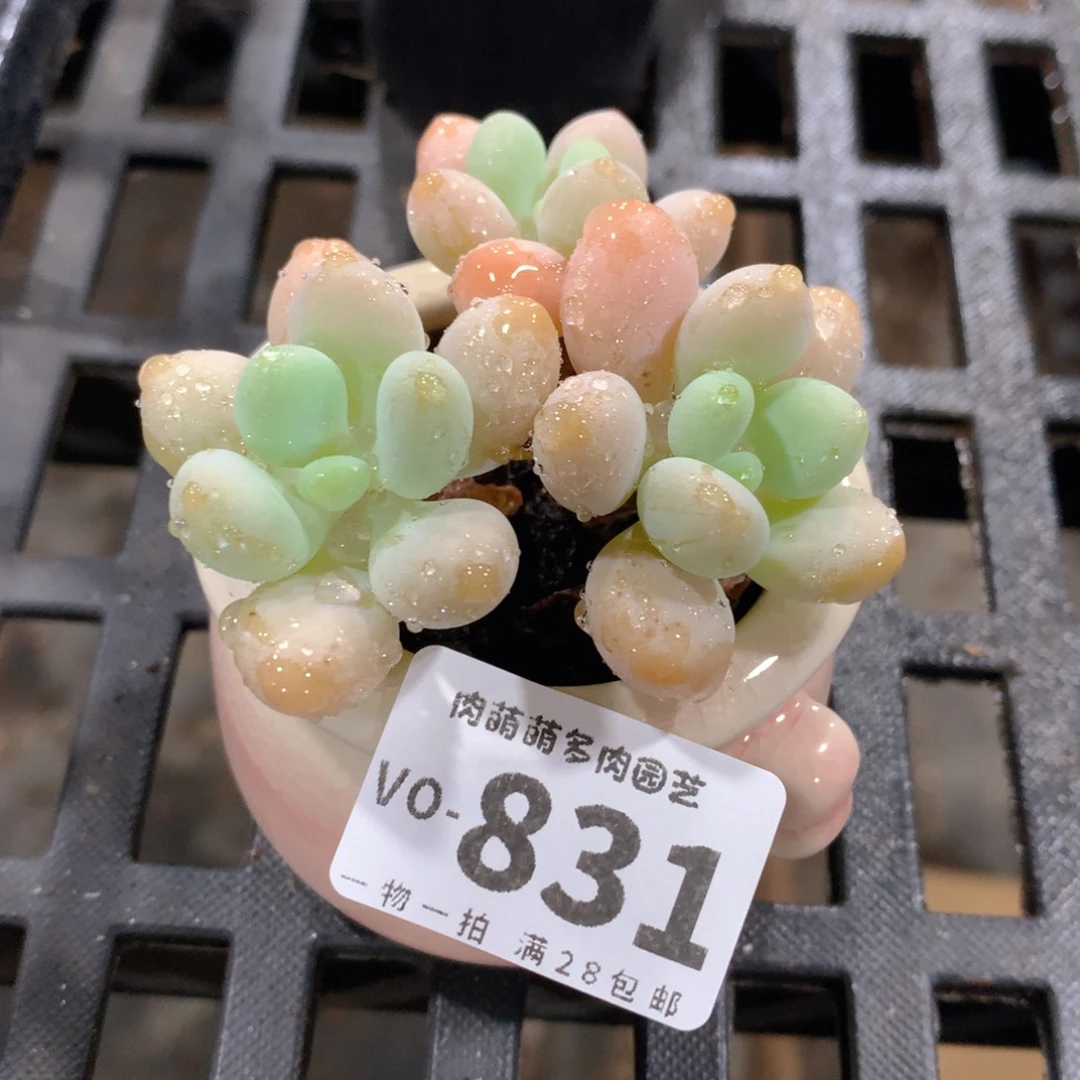 肉萌萌拇指盆多肉VO831