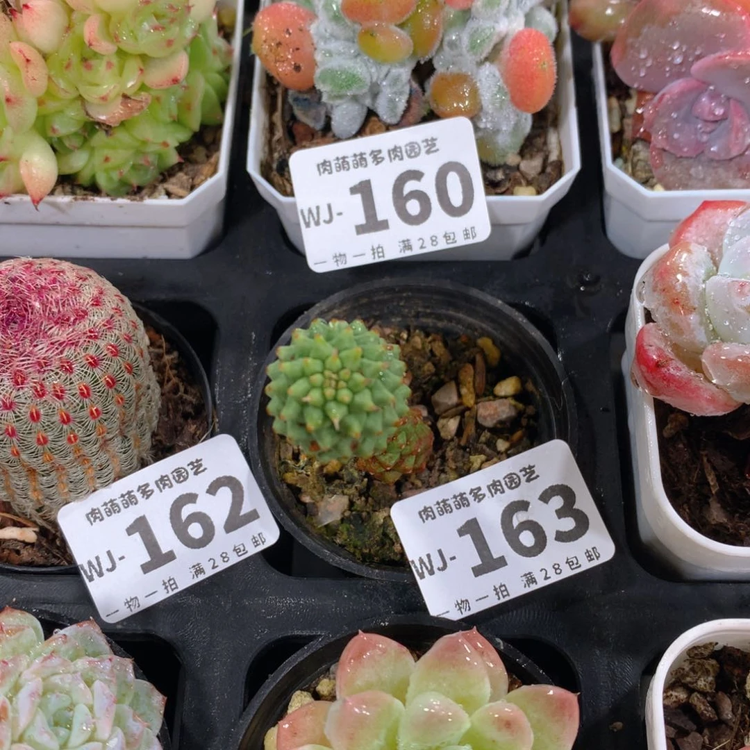 5CM拇指盆精控多肉WJ163