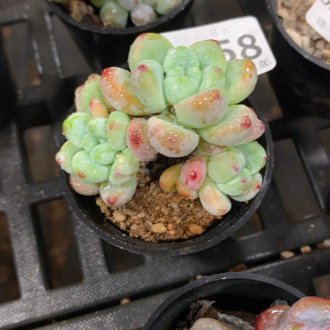 肉萌萌拇指盆多肉UX158