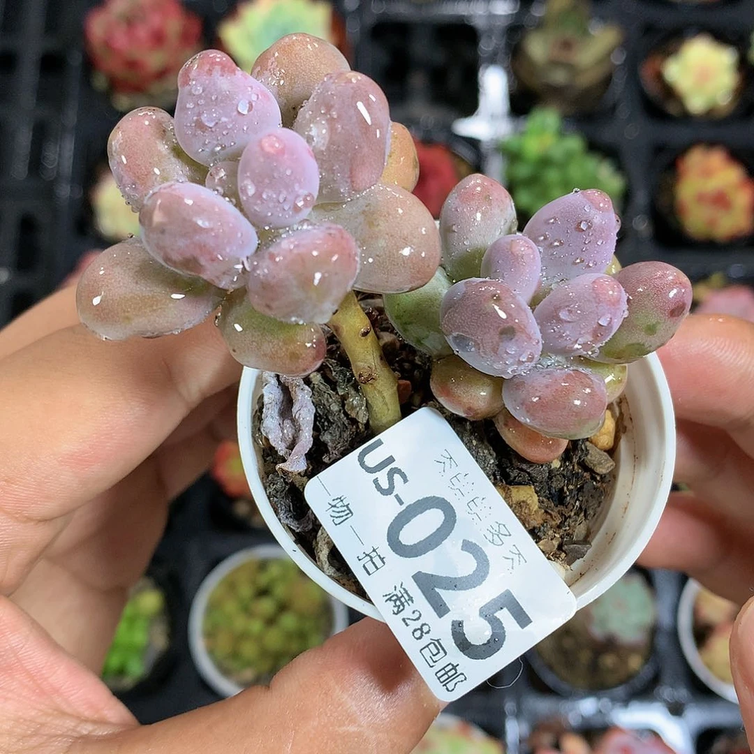 肉萌萌拇指盆多肉US025