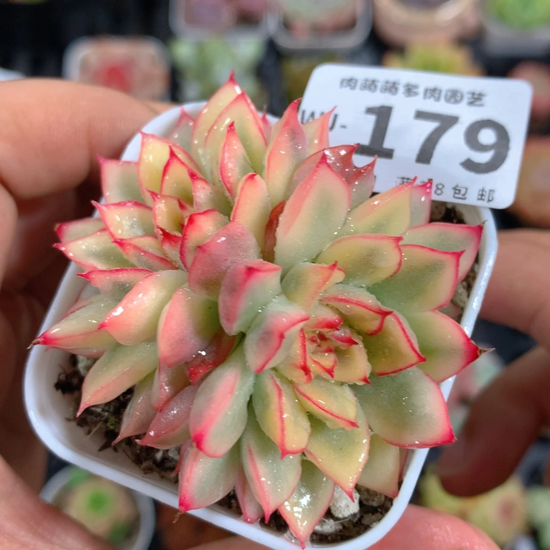 5CM拇指盆精控多肉WJ179