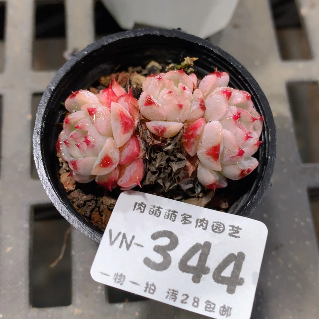肉萌萌拇指盆多肉VN344