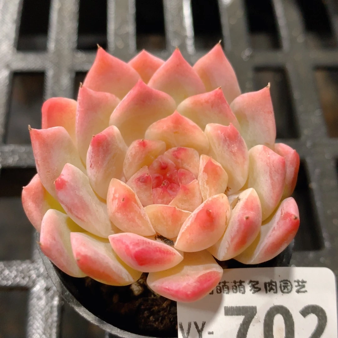 肉萌萌拇指盆多肉VY702