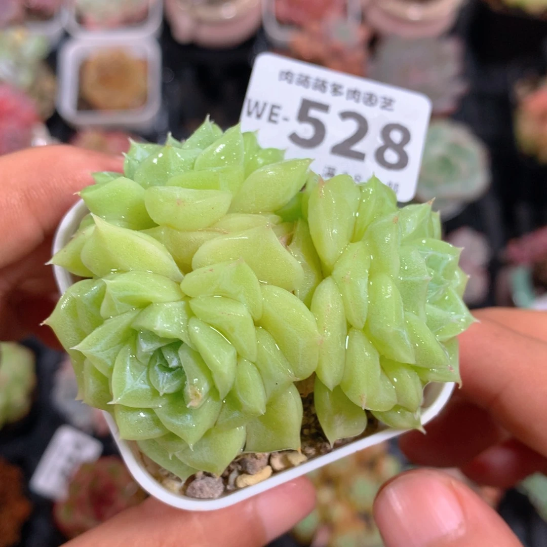 5CM拇指盆精控多肉WE528