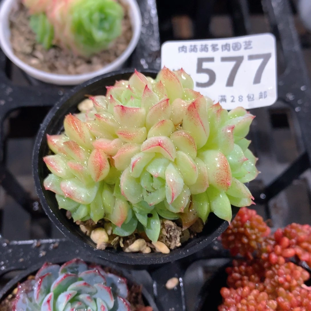 肉萌萌拇指盆精控多肉WR577