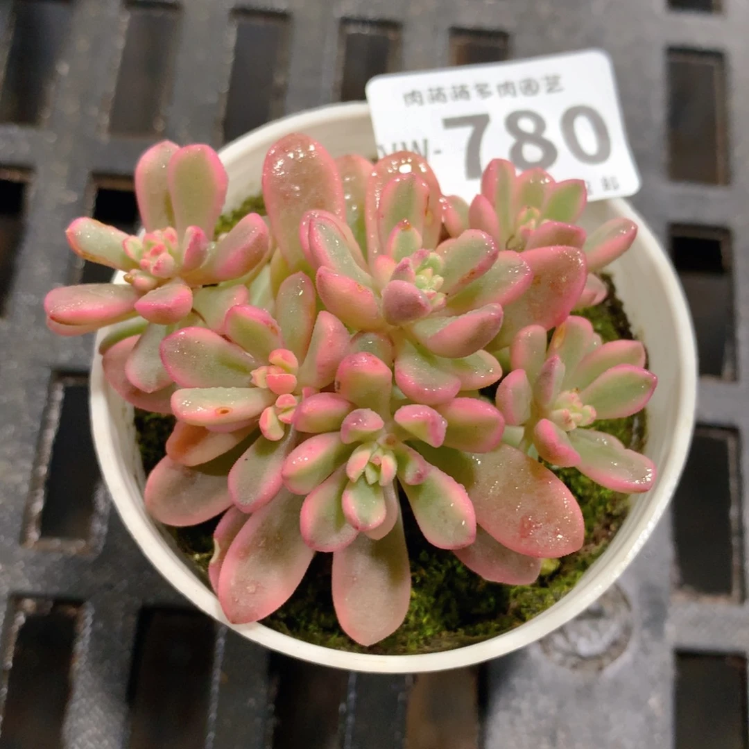 肉萌萌拇指盆多肉VW780