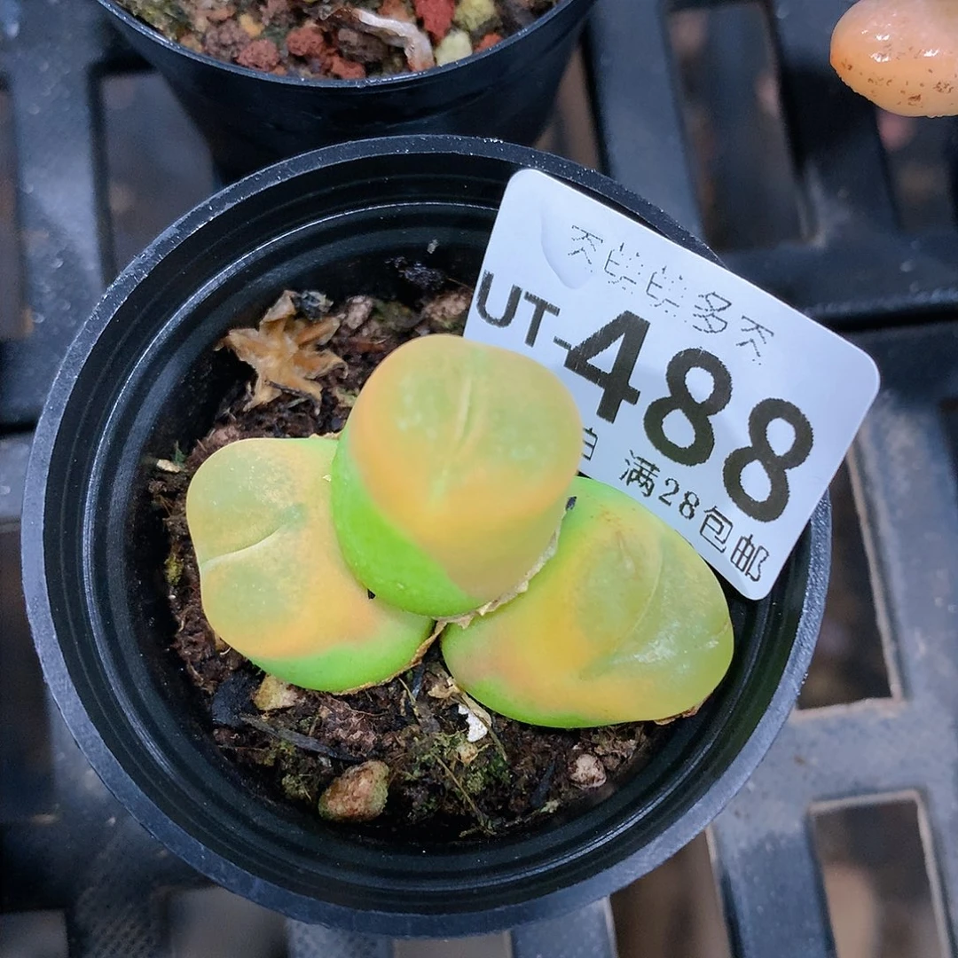 肉萌萌拇指盆多肉UT488