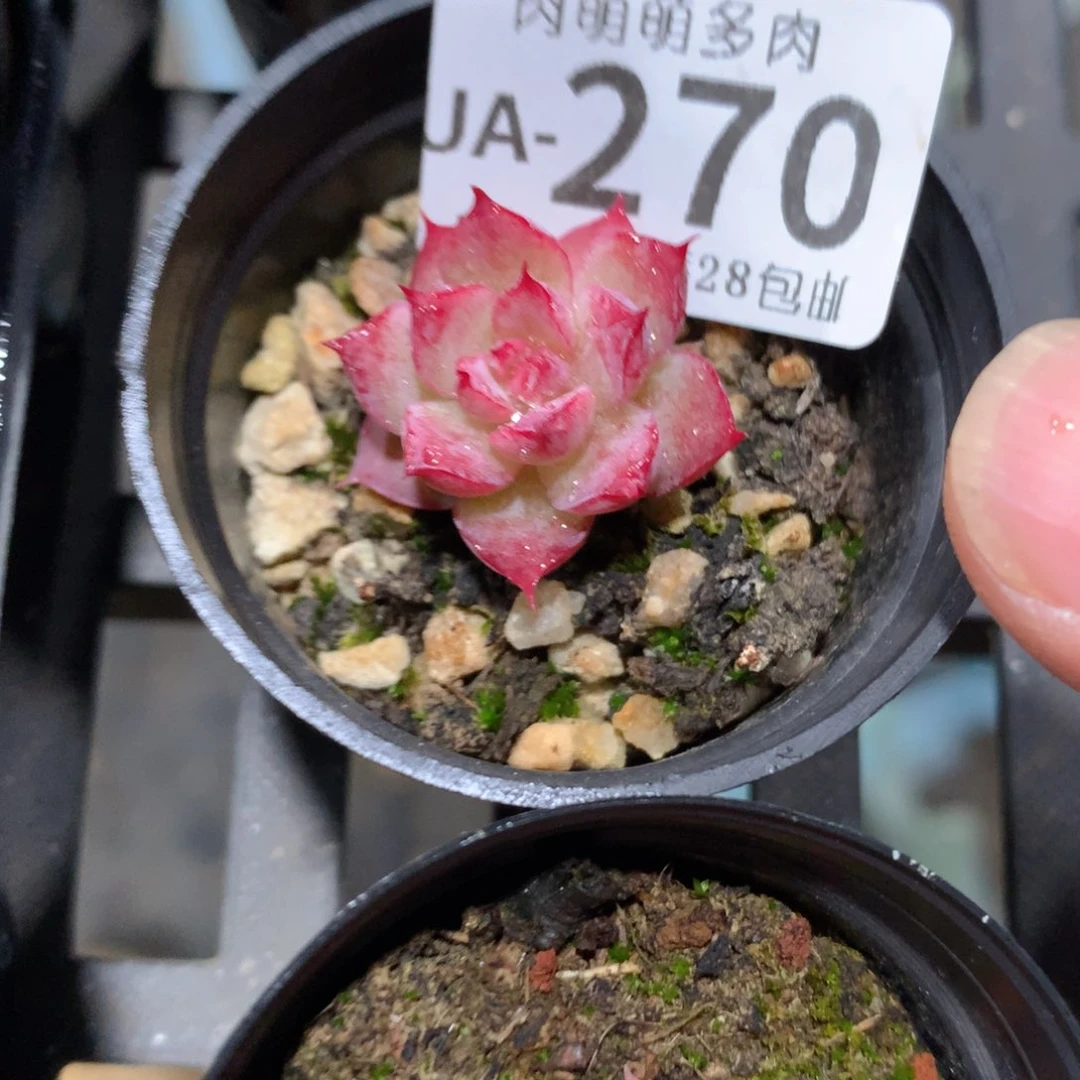肉萌萌拇指盆多肉UA270
