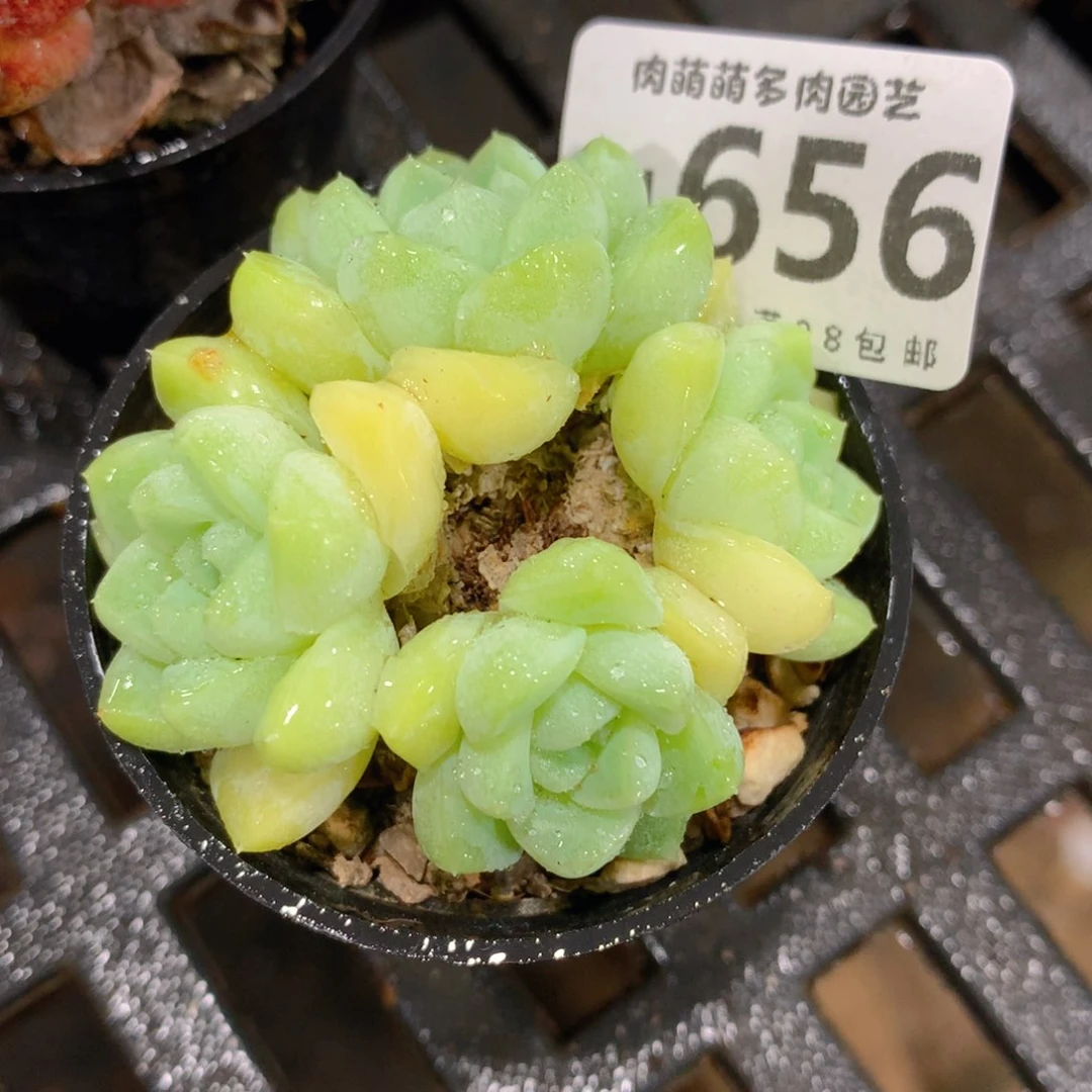 肉萌萌拇指盆精控多肉WM656