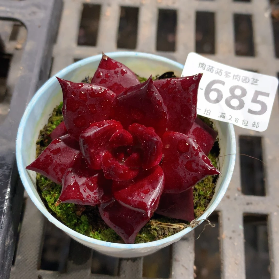 肉萌萌拇指盆精控多肉WN685