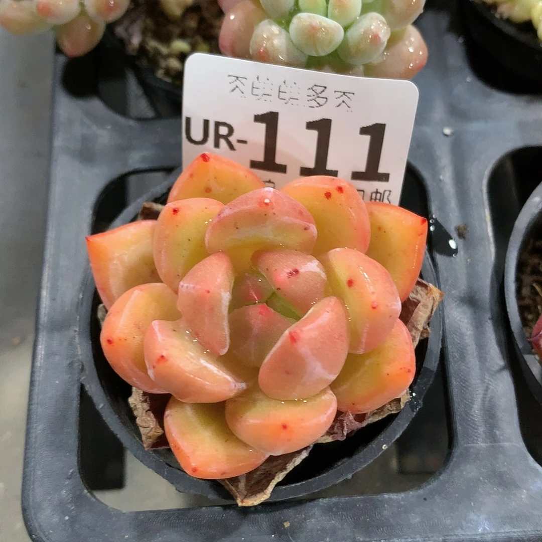 肉萌萌拇指盆多肉UR111