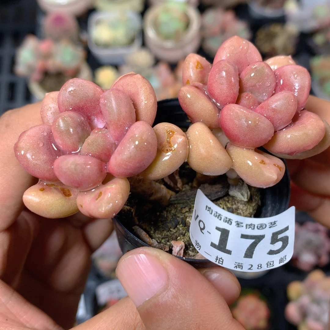 5CM盆精控多肉VQ175