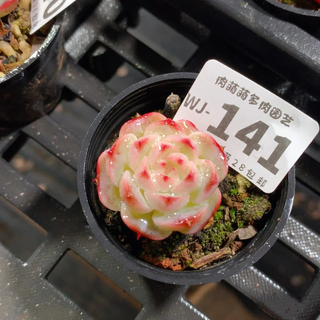 5CM拇指盆精控多肉WJ141