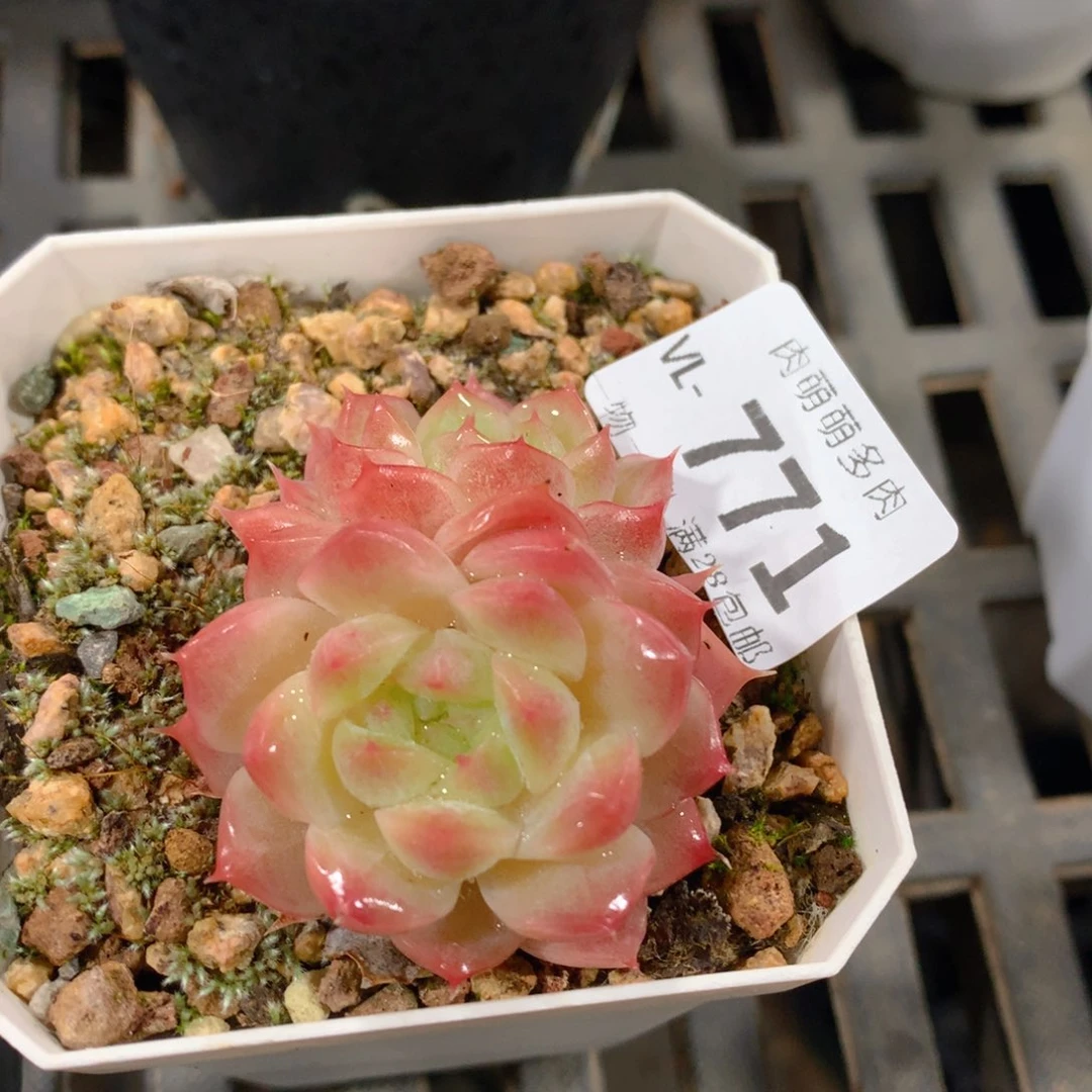 肉萌萌拇指盆多肉VL771