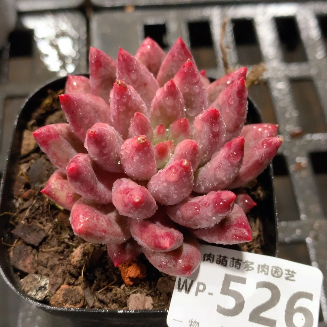 肉萌萌拇指盆精控多肉WP526