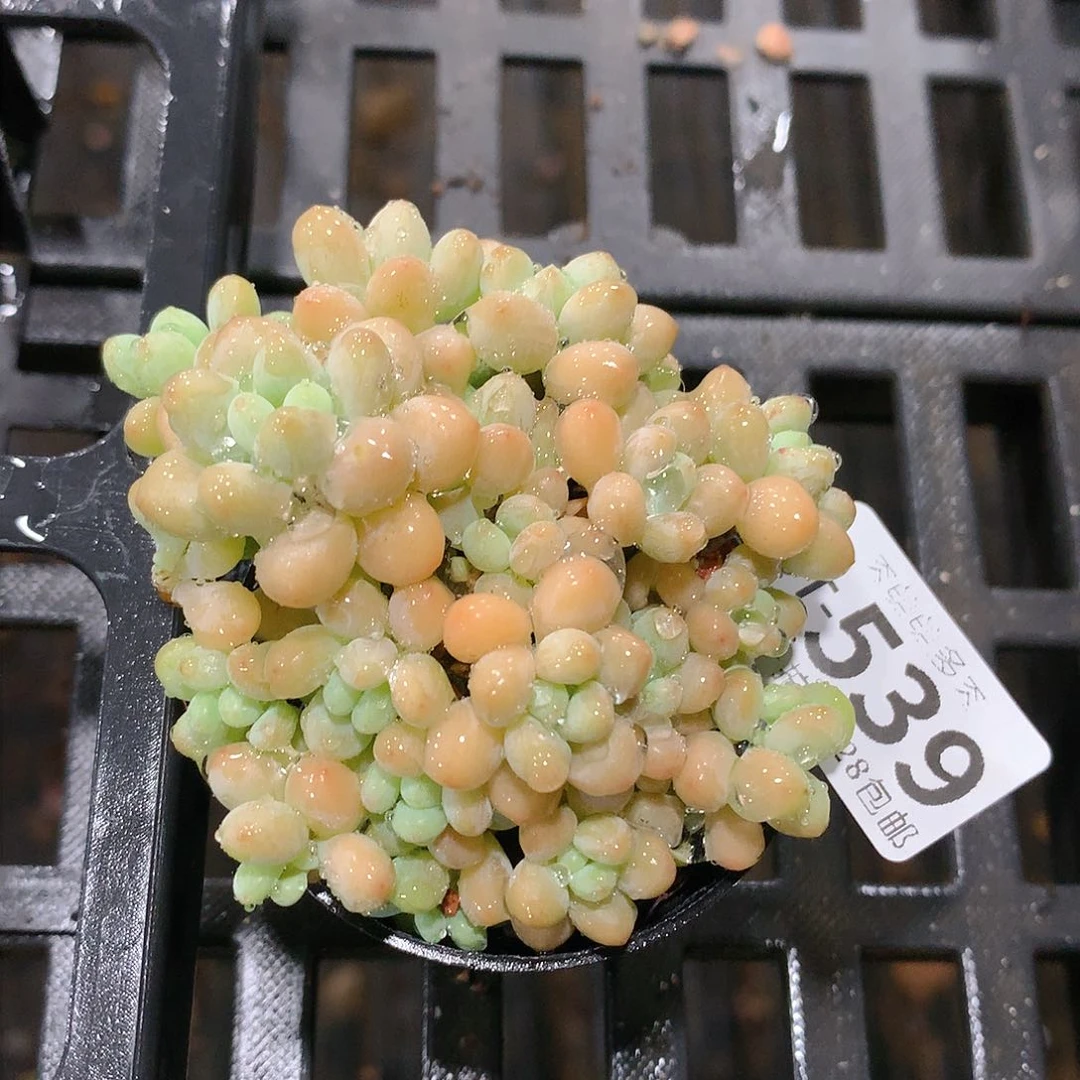 肉萌萌拇指盆多肉UT539