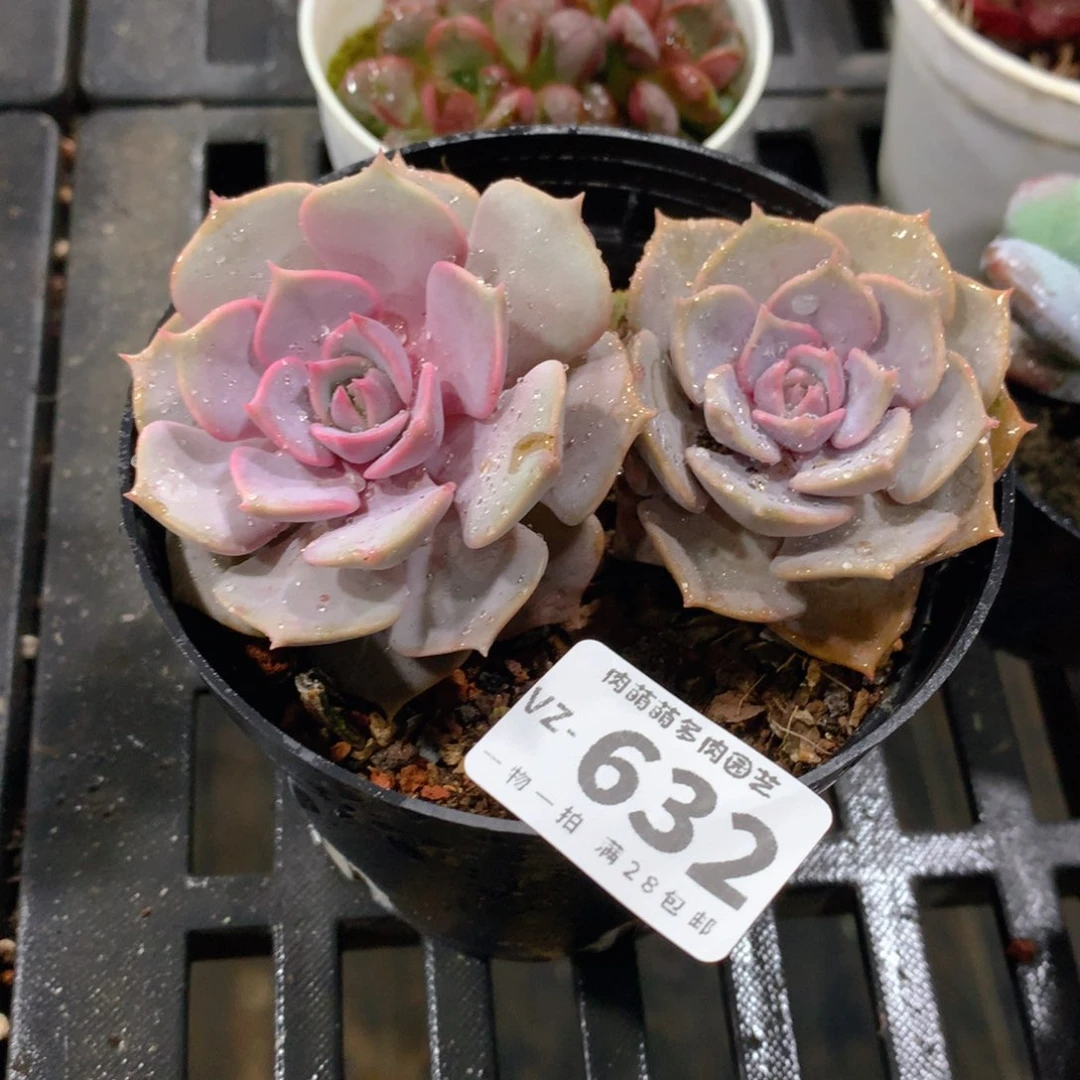 肉萌萌拇指盆多肉VZ632