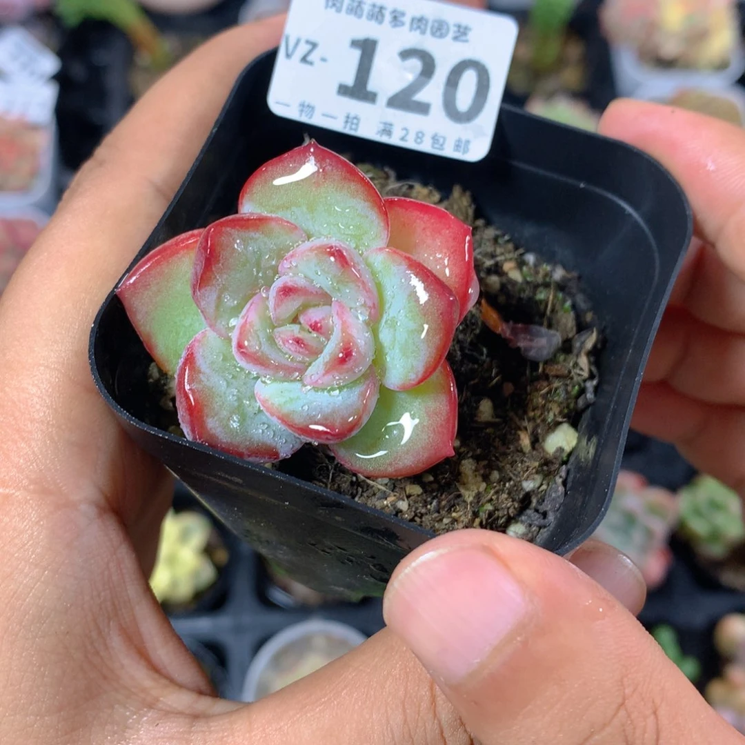 5CM拇指盆精控多肉VZ120