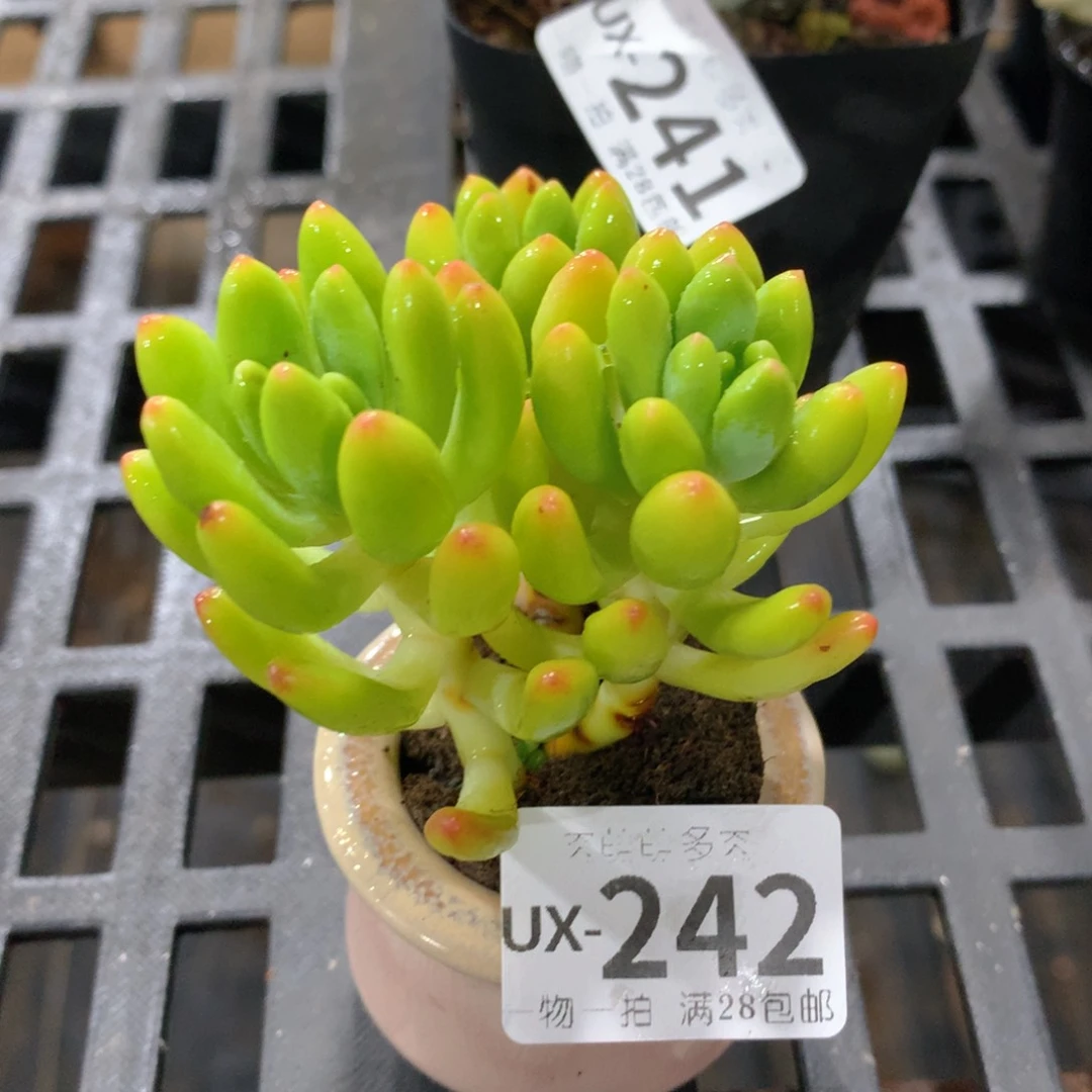 肉萌萌拇指盆多肉UX242