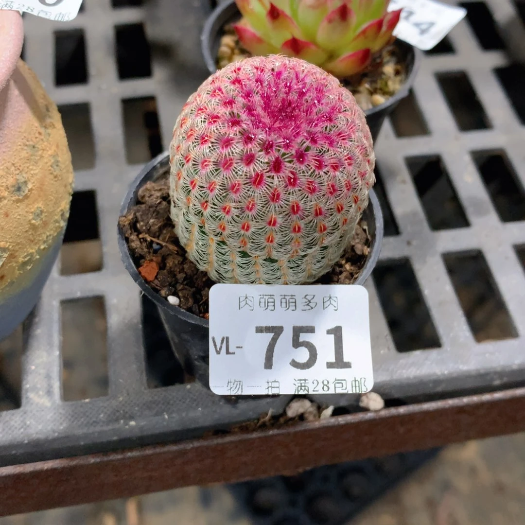 肉萌萌拇指盆多肉VL751