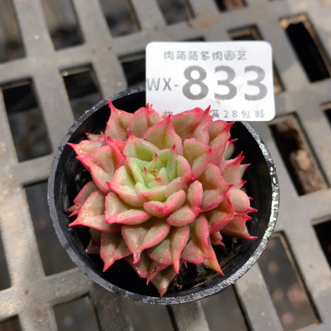 肉萌萌拇指盆精控多肉WX833