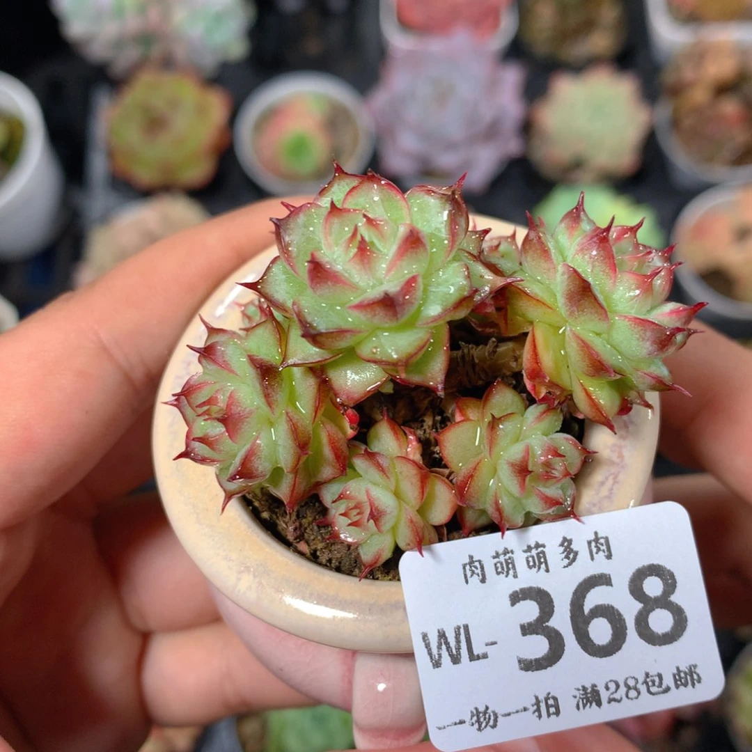 5CM拇指盆精控多肉WL368