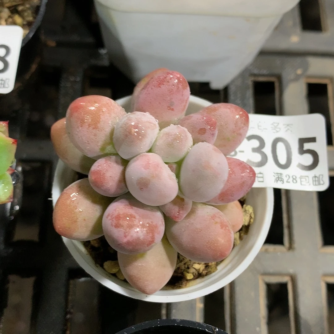 肉萌萌拇指盆多肉US305